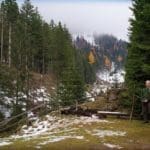 Hunting Chamois