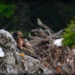Hunting Chamois