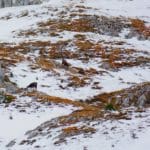 Hunting Chamois On The Roof Of The Mountains