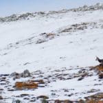Hunting Chamois On The Roof Of The Mountains