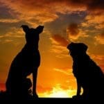 dogs-2222801_1280