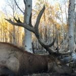 Hunter Lindsay Burdge | Trophy Bull Elk