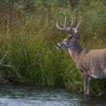 How much do you know about hunting the rut?