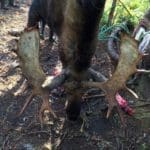 Another photo from our 2015 Cape Breton family moose hunting trip weekend. We took a 17-point Moose. The Moose was shot with a Browning 308 Lever Action Rifle. The hunters that day were: Darrel Garrison, Ryan Garrison and Brandon Ryan.