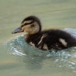 Baby Duck