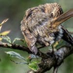 Song Bird