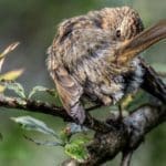 Song Bird