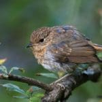 Song Bird