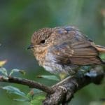 Song Bird