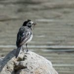 Song Bird