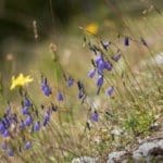 Mountain Wild Flowers