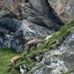 Chamois feeding on Cliff Edge