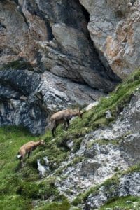 Following the Chamois footsteps