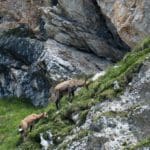 Chamois Feeding