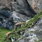 Chamois Feeding