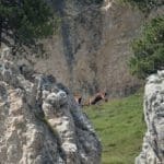 Chamois feeding on Cliff Edge