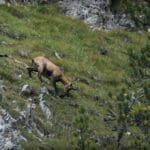 Chamois feeding on Cliff Edge
