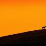 Chamois in Sunset