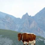 Cow in Mountains