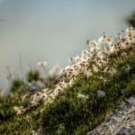 Chamois on Cliff