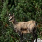 Chamois on Cliff