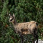 Chamois on Cliff