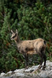 Following the Chamois footsteps