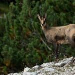 Chamois in Mountains