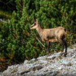 Chamois in Mountains