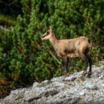 Chamois in Mountains