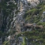 Chamois in Mountains