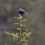 Wild Song Bird