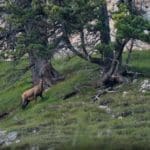 Chamois in Mountains