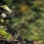 Mountain Flowers