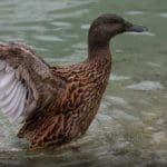 flying duck