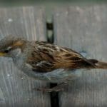 Duck in Water
