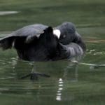 Feeding Duck