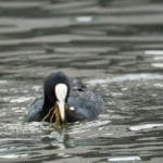 Swiming Duck
