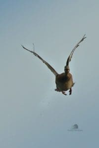Duck Hunting Trip in Austria