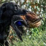 Duck Hunting Dog | Hunting Magazine