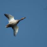 Ducks | Hunting Magazine