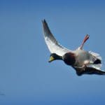 Ducks | Hunting Magazine