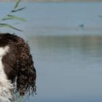 Duck Hunting Dog | Hunting Magazine
