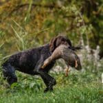 Duck Hunters | Hunting Magazine