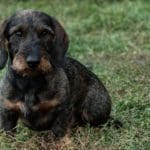 Duck Hunting | Hunting Magazine