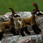 Following the Chamois Footsteps