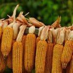 Corn for Baiting Whitetail Deer for Hunting | Hunting Magazine