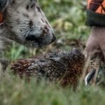 Hunting day in Slovakia