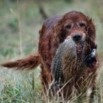 Hunting day in Slovakia