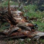 Hunting day in Slovakia